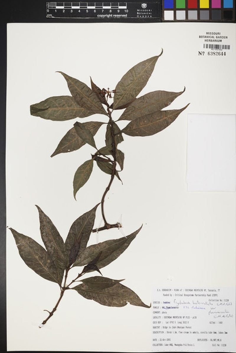 Psychotria heterosticta subsp. plurinervata photo 2