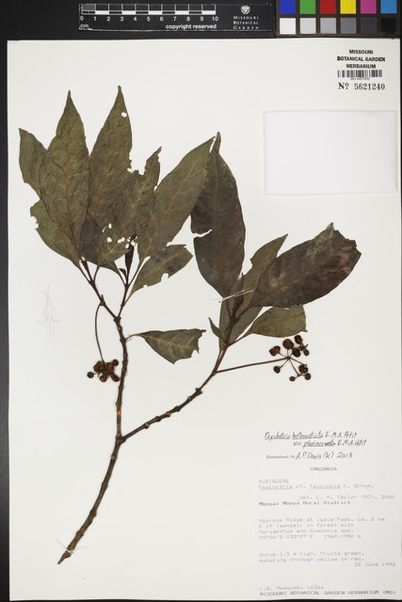 Psychotria heterosticta subsp. plurinervata photo 3