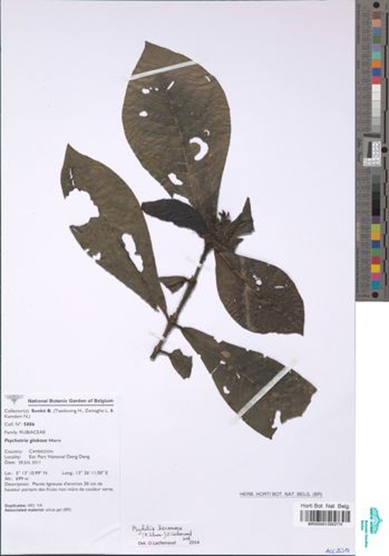 Psychotria hexamera