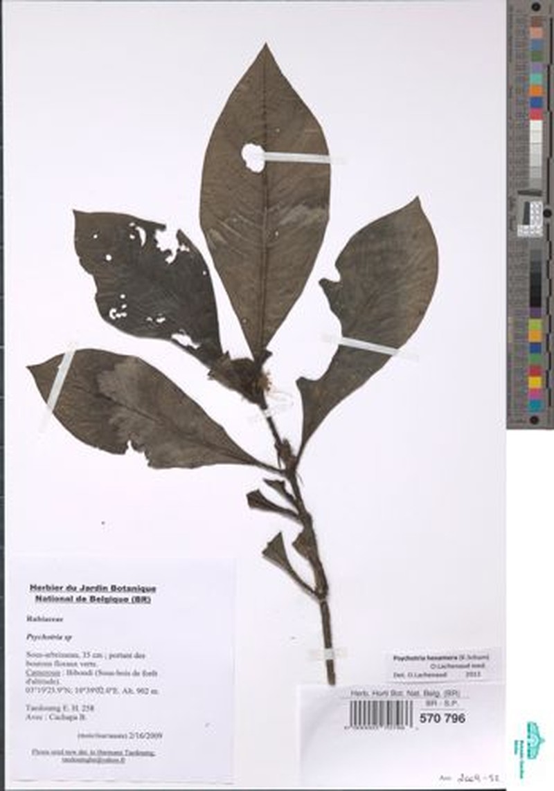 Psychotria hexamera photo 2