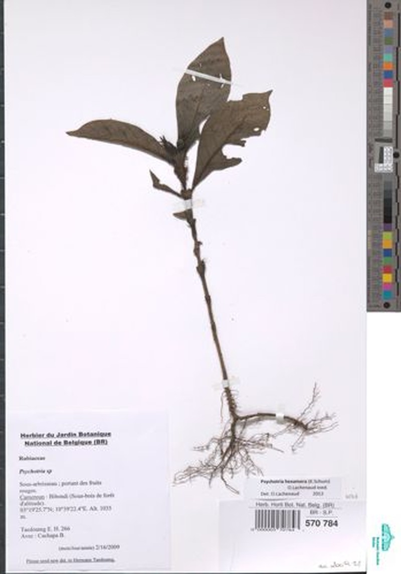 Psychotria hexamera photo 3