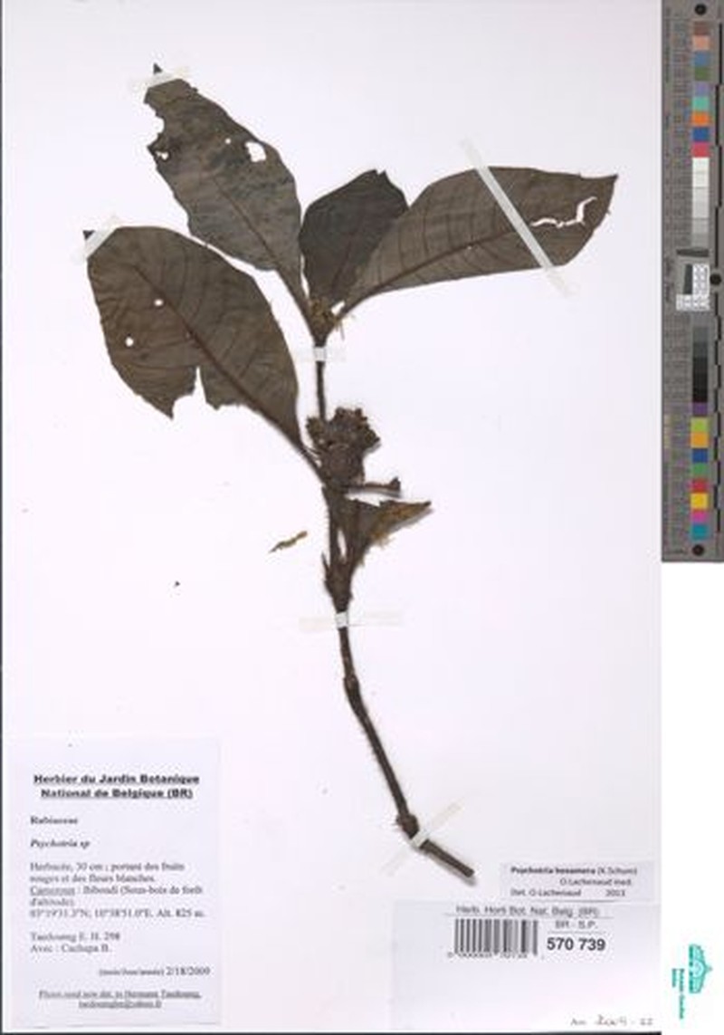 Psychotria hexamera photo 4