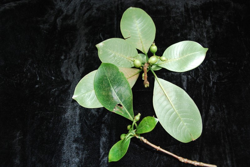 Woodland Wild Coffee