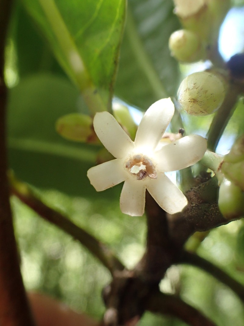 Woodland Wild Coffee photo 2