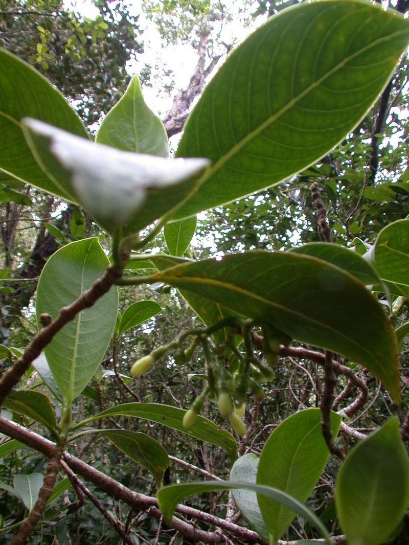 Woodland Wild Coffee photo 3