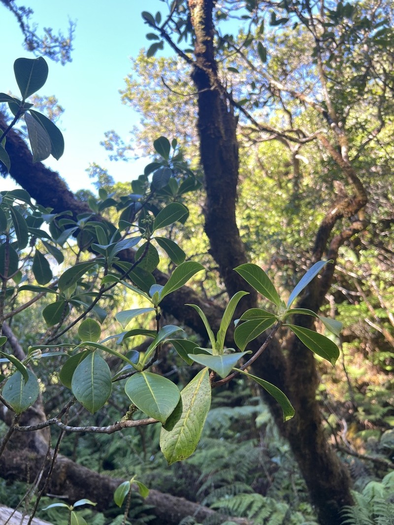 Woodland Wild Coffee photo 5