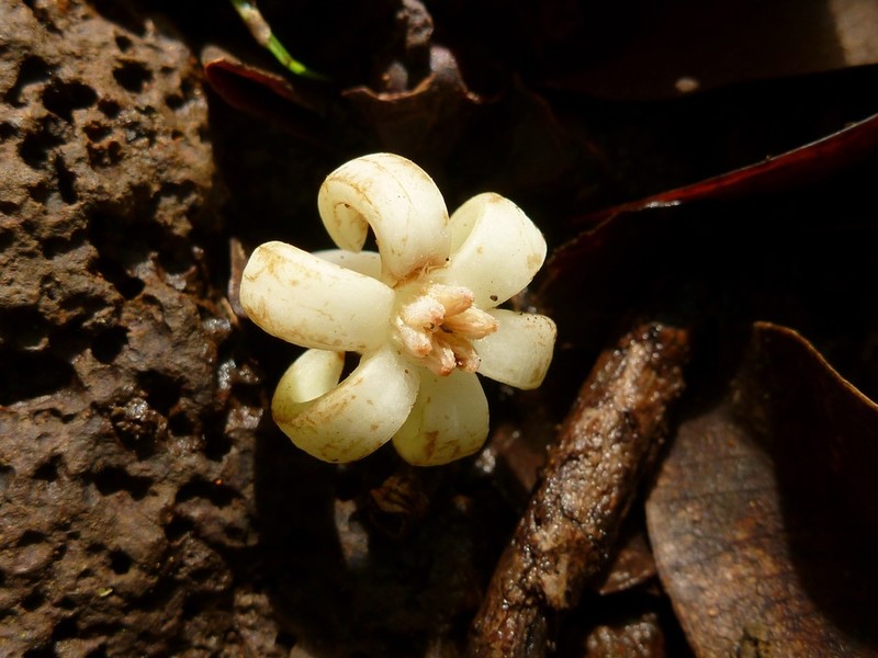 Woodland Wild Coffee photo 7