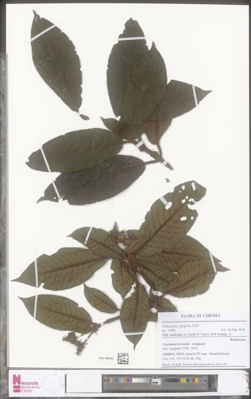 Psychotria hirsutissima
