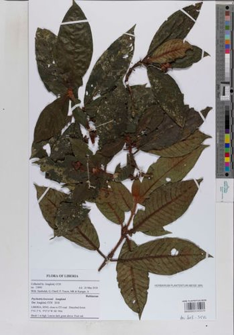 Psychotria hirsutissima photo 2
