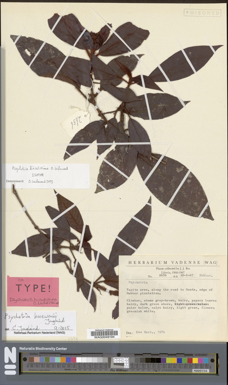 Psychotria hirsutissima photo 3