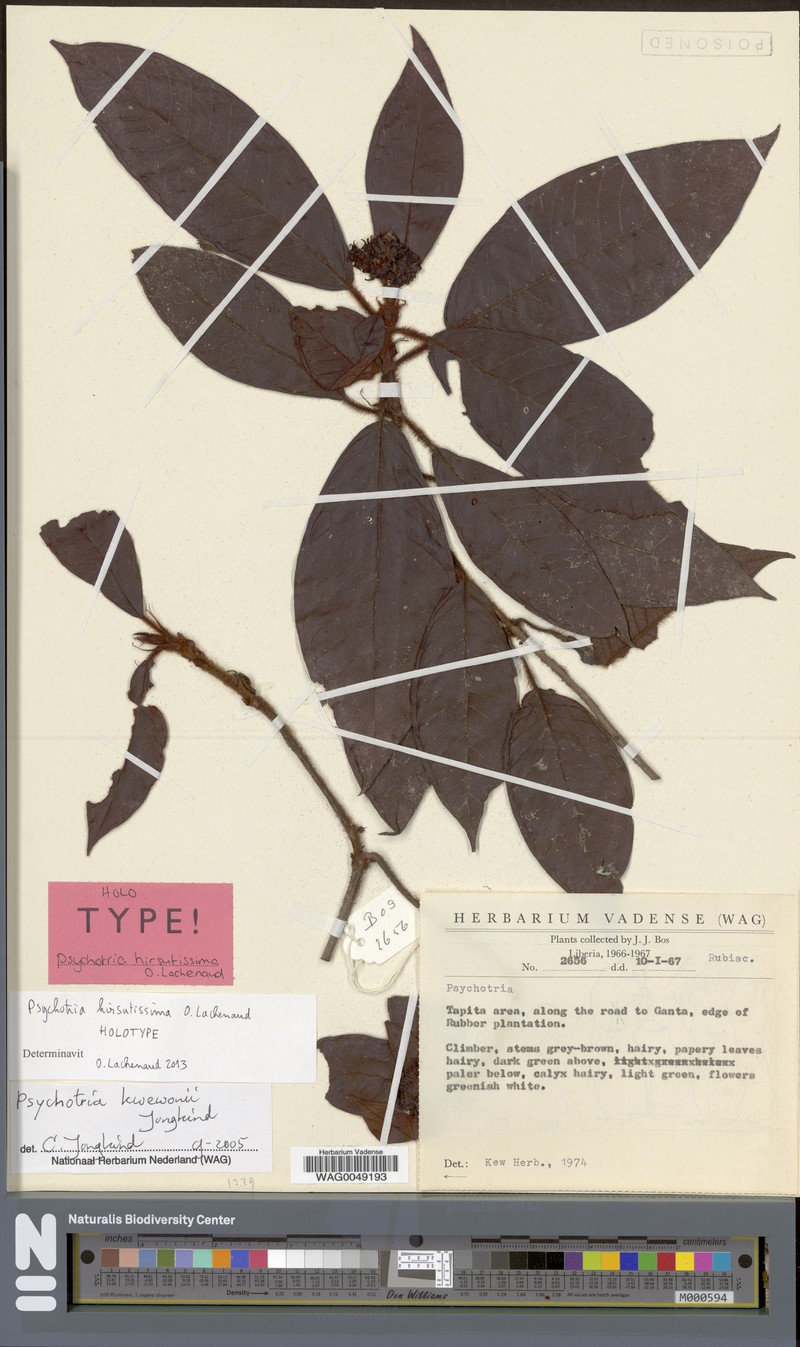 Psychotria hirsutissima photo 4