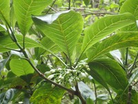Milolii Kopiwai