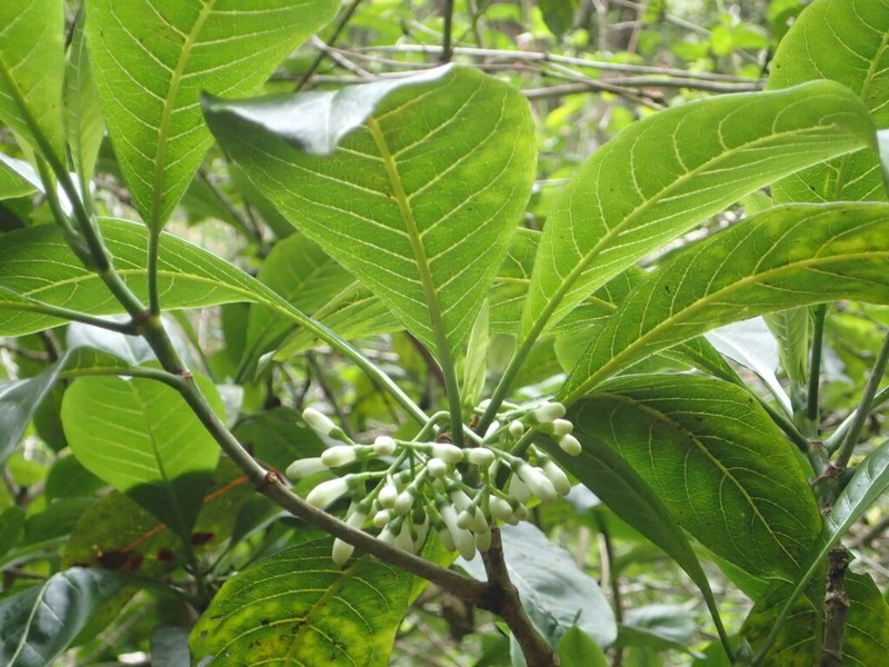 Milolii Kopiwai