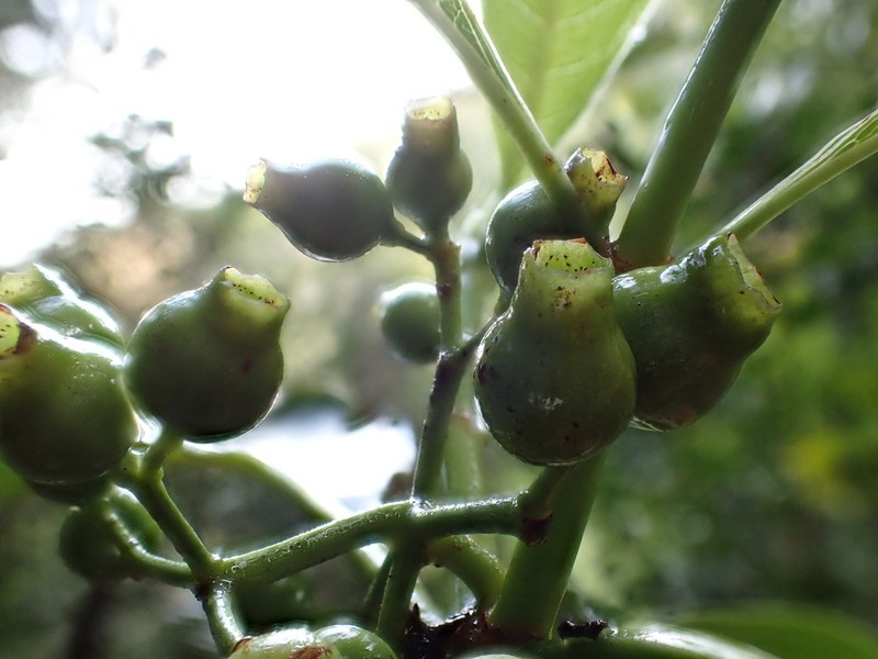 Milolii Kopiwai photo 6