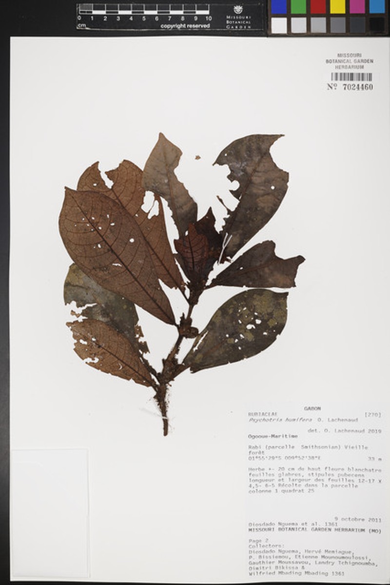 Psychotria humifera