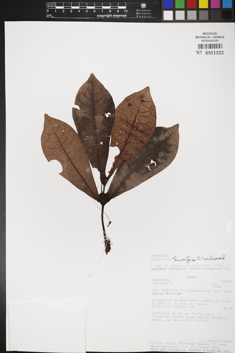 Psychotria humifera photo 2