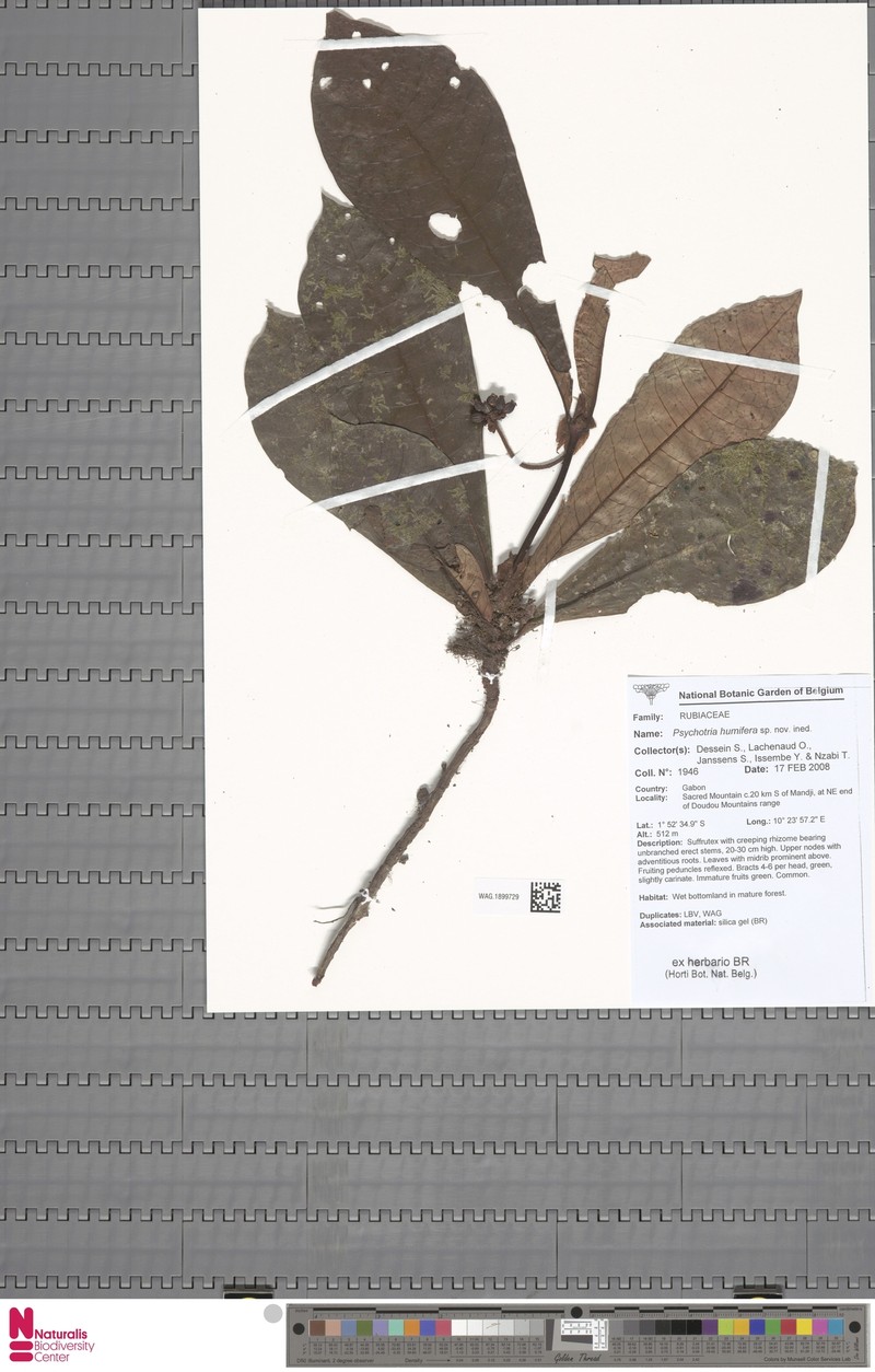 Psychotria humifera photo 3