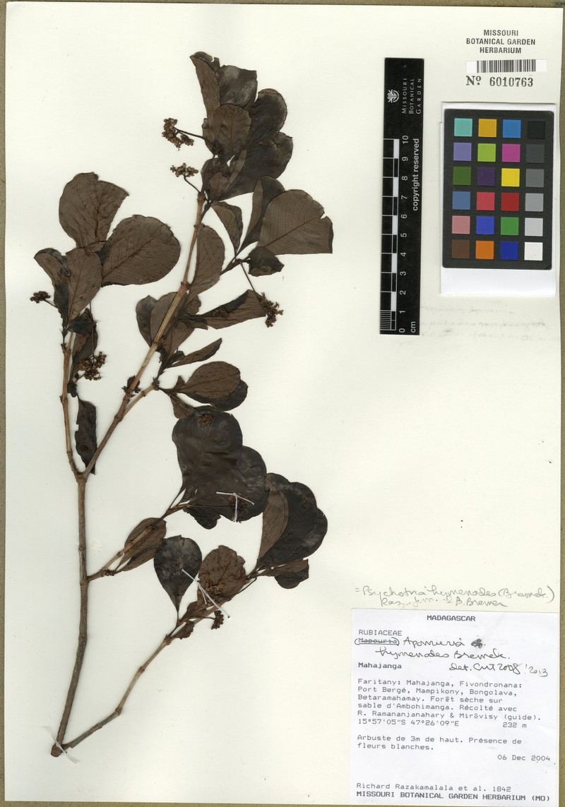 Psychotria hymenodes