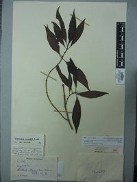 Psychotria insularum