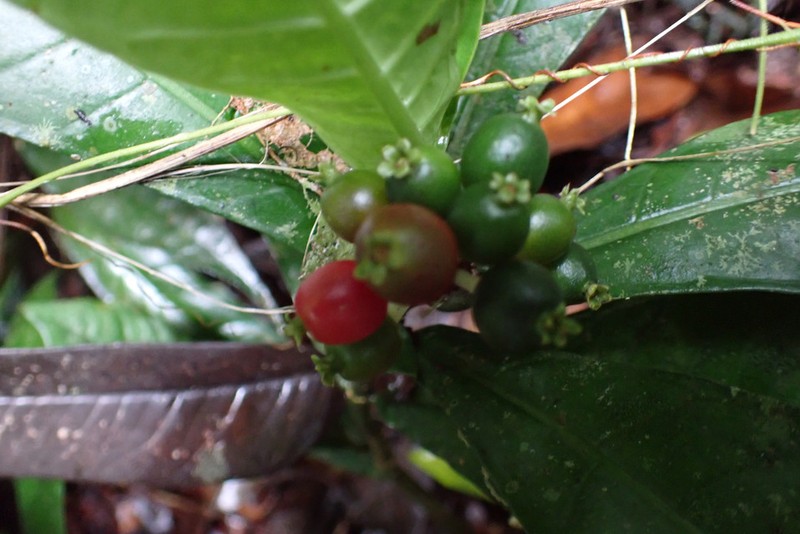 Psychotria issembei