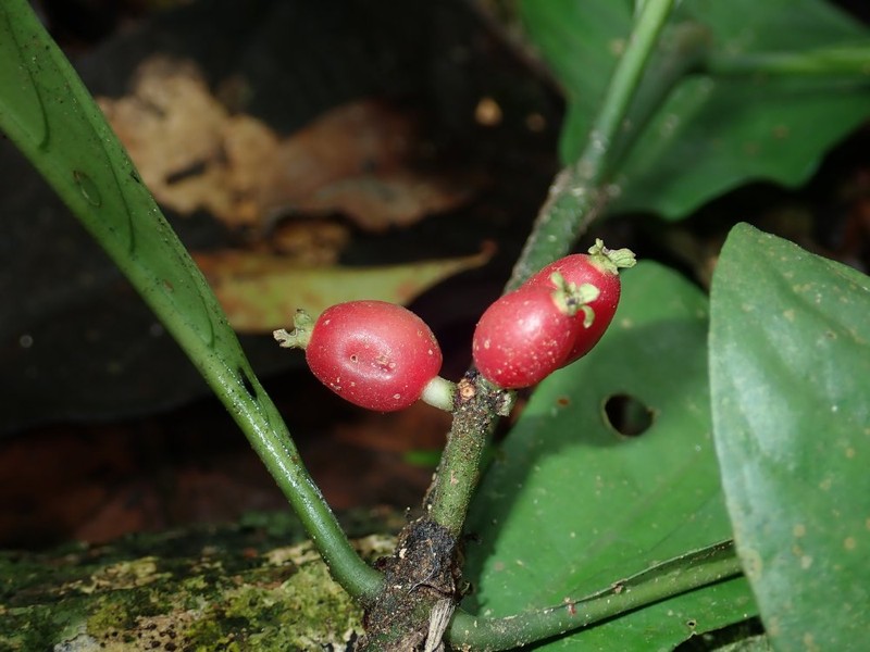 Psychotria issembei photo 2