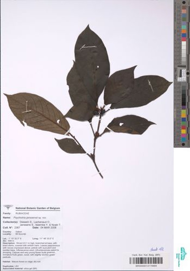 Psychotria janssensii
