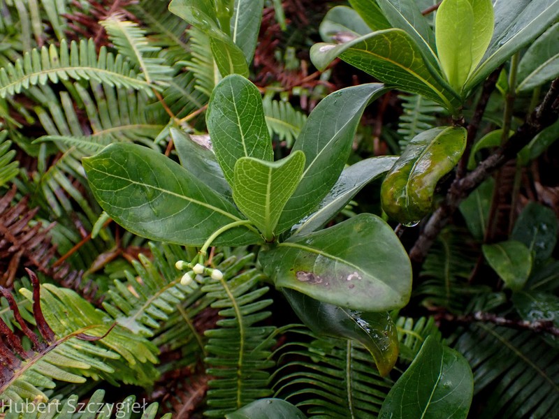 Kopiko Kea photo 5