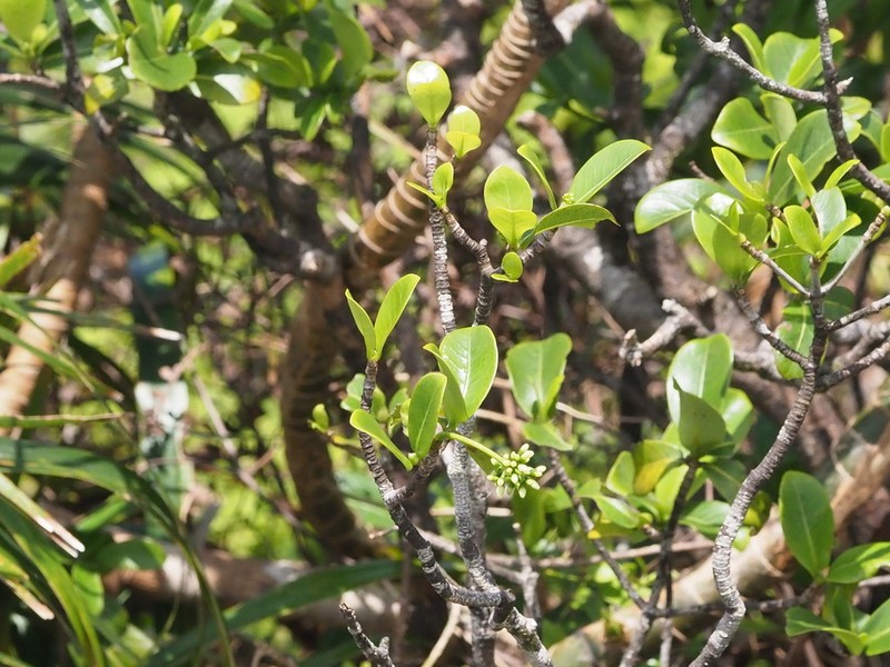 Kopiko Kea photo 6