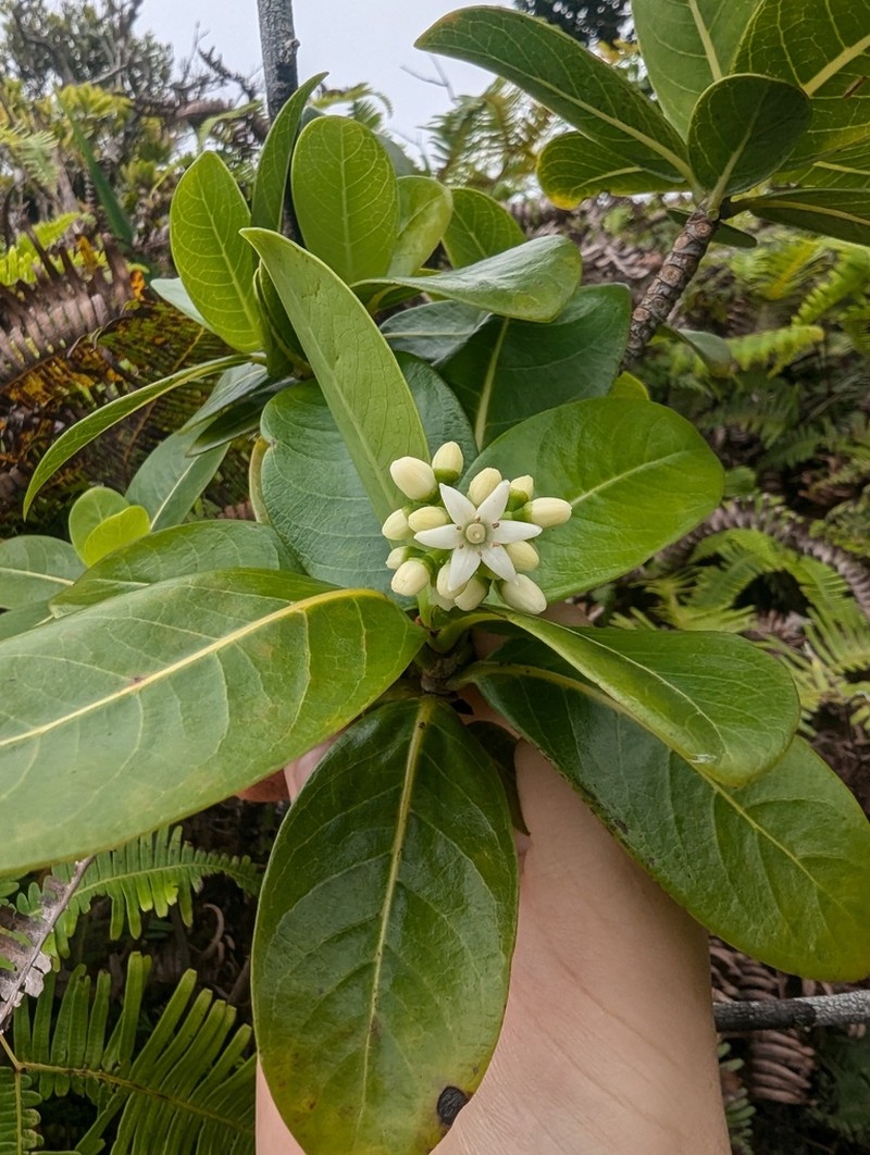 Kopiko Kea photo 8
