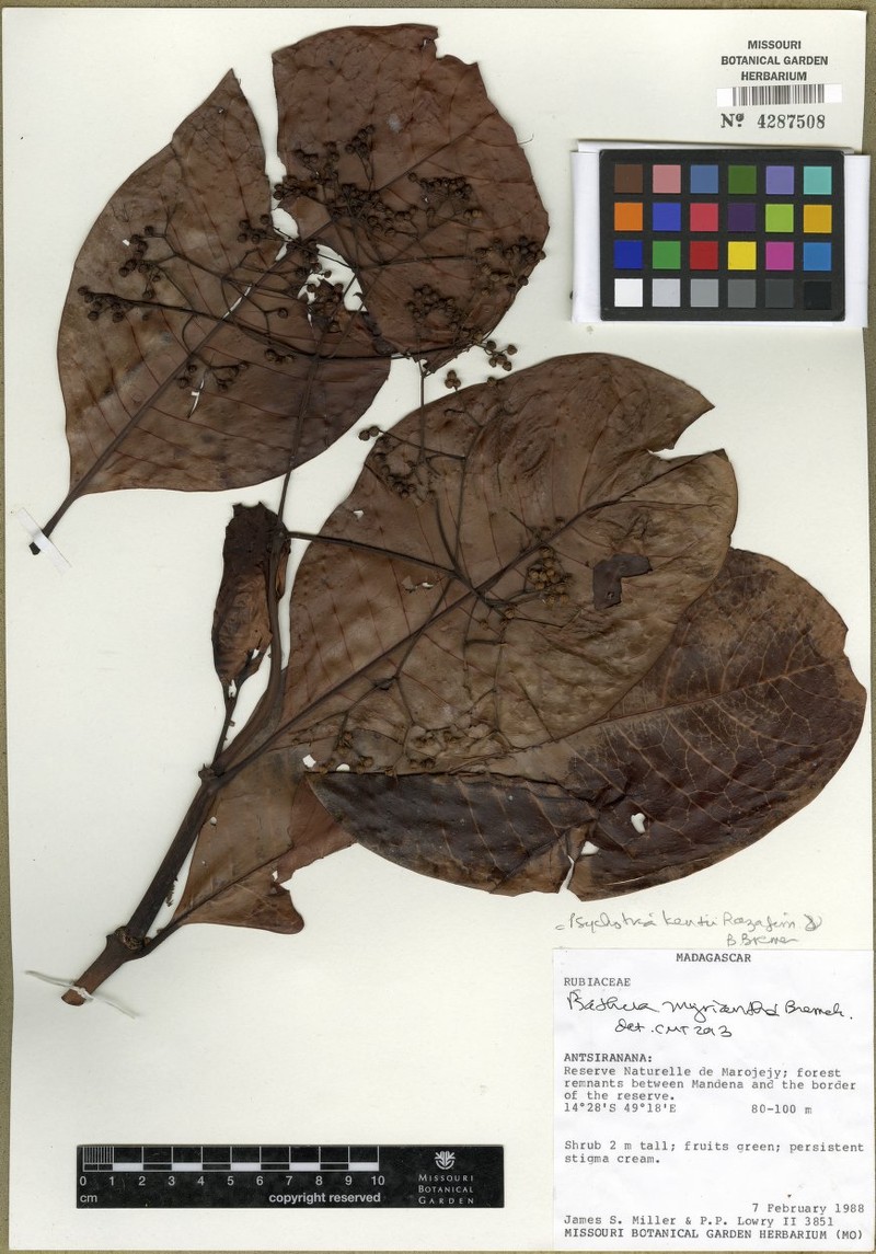Psychotria kentii