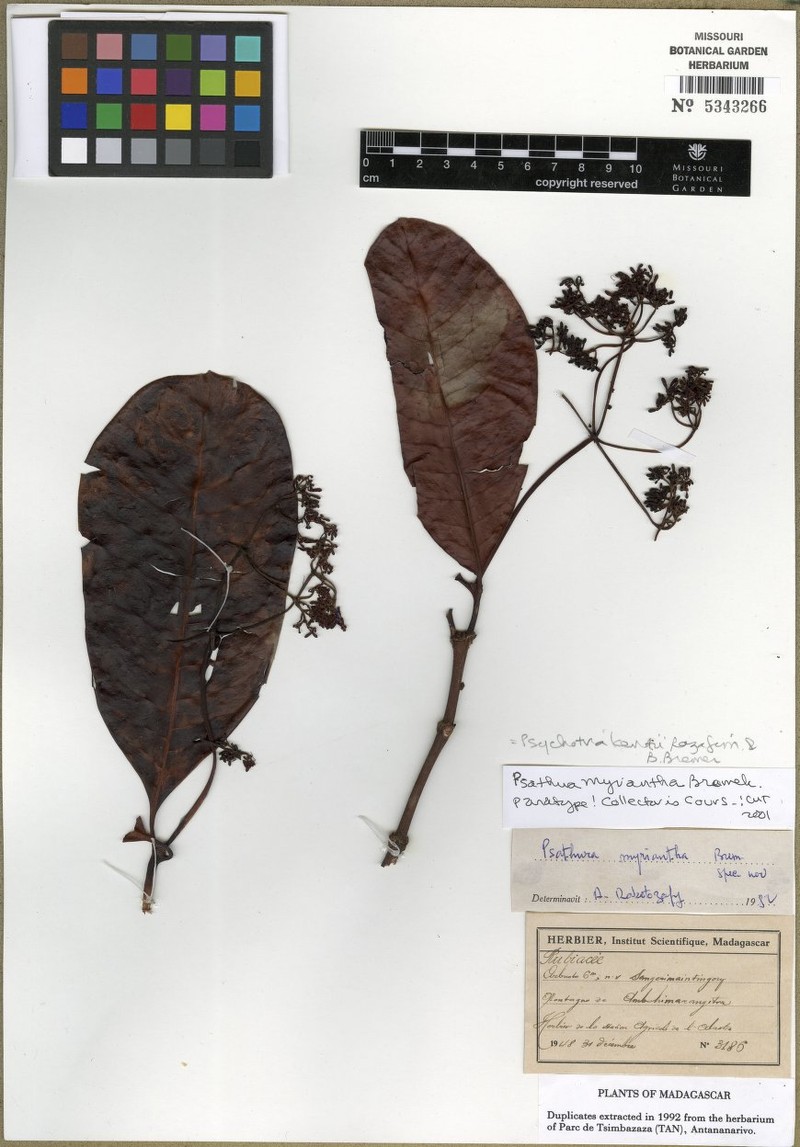 Psychotria kentii photo 2