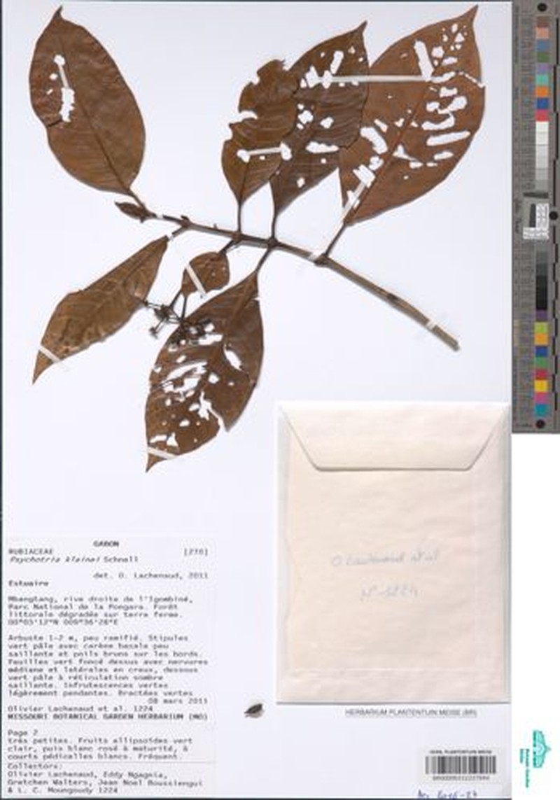 Psychotria kivuensis