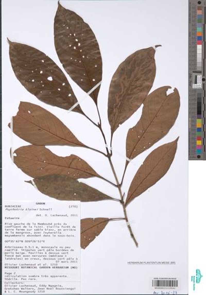 Psychotria kivuensis photo 2