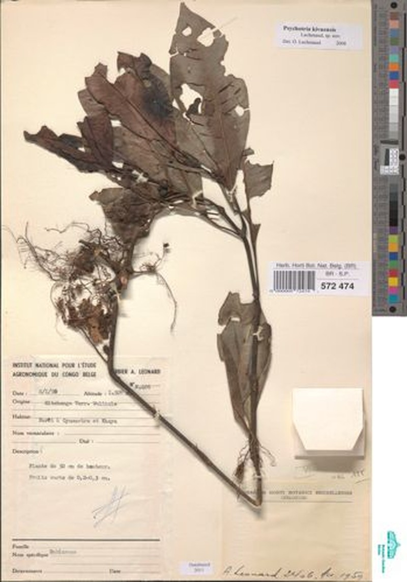 Psychotria kivuensis photo 3