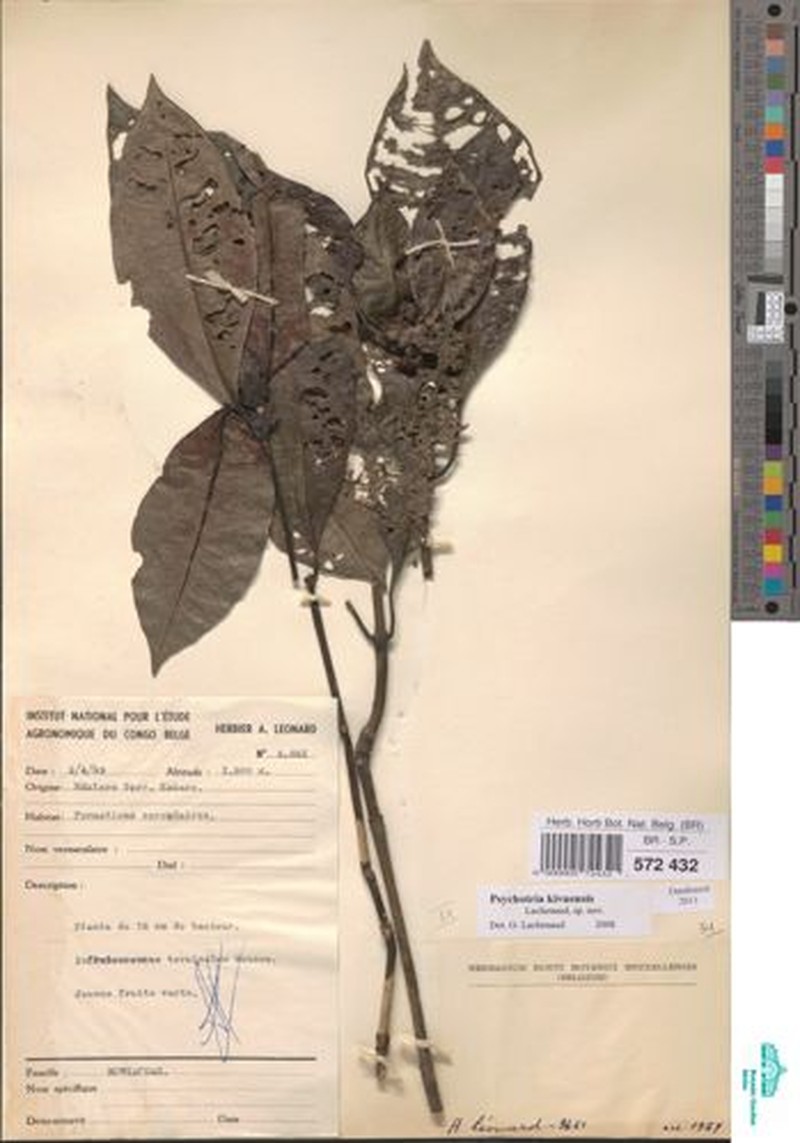 Psychotria kivuensis photo 4