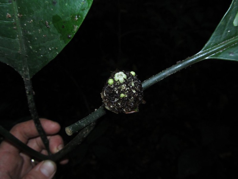 Psychotria korupensis
