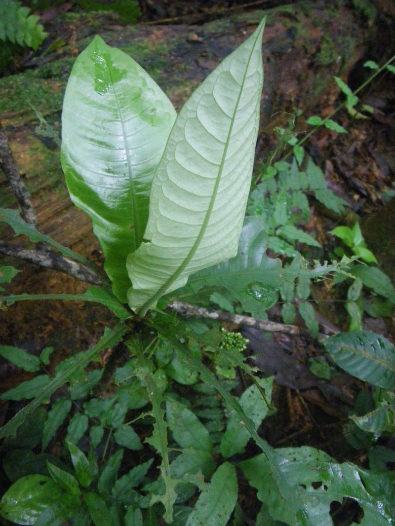 Psychotria koumounaboualiensis