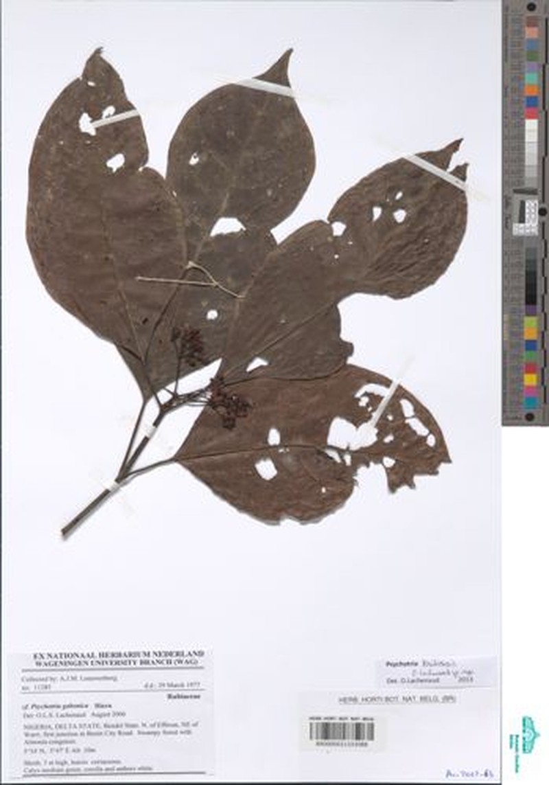 Psychotria kribiensis photo 2