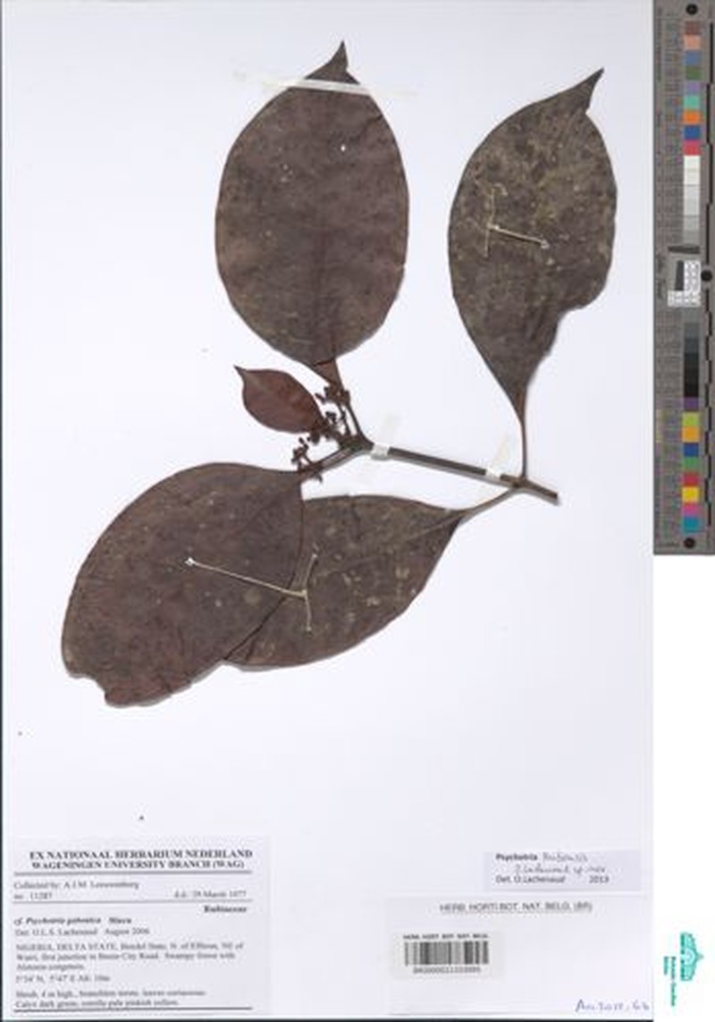 Psychotria kribiensis photo 3