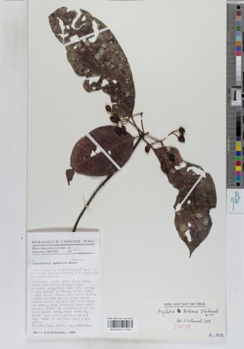 Psychotria kribiensis photo 4