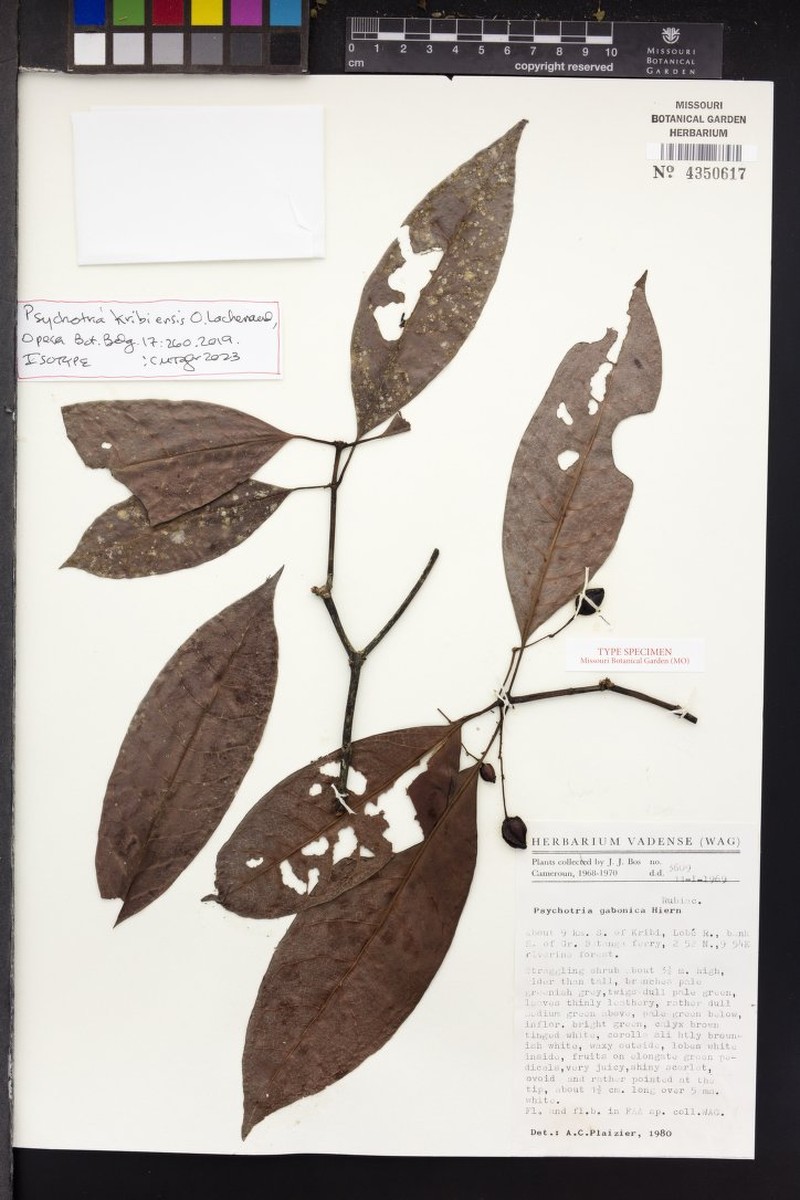 Psychotria kribiensis photo 5