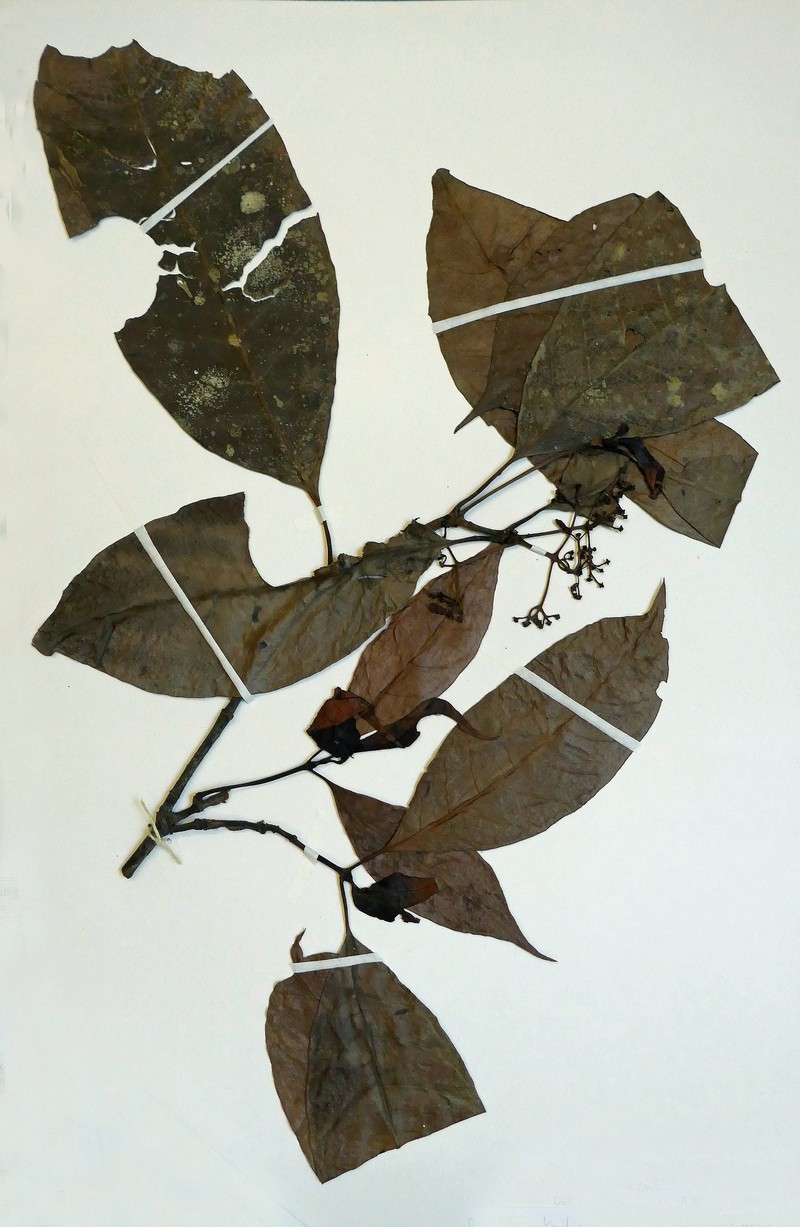 Psychotria kribiensis