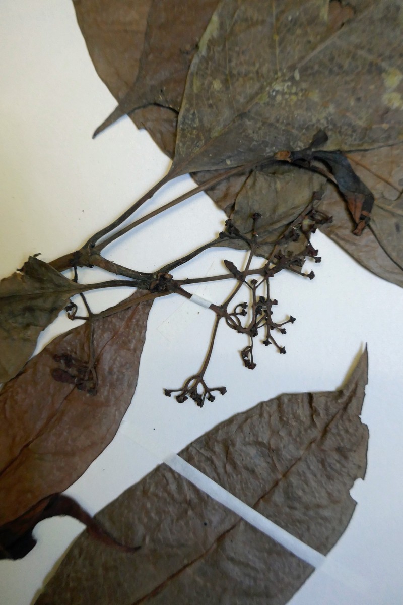 Psychotria kribiensis photo 6