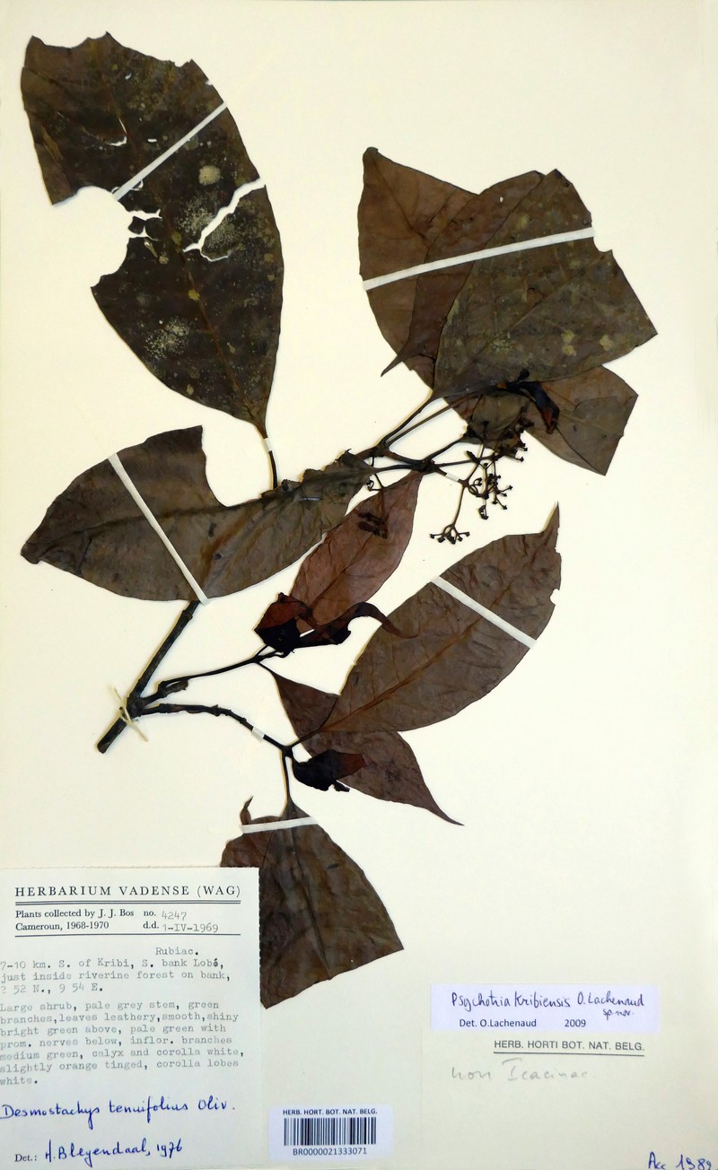 Psychotria kribiensis photo 7