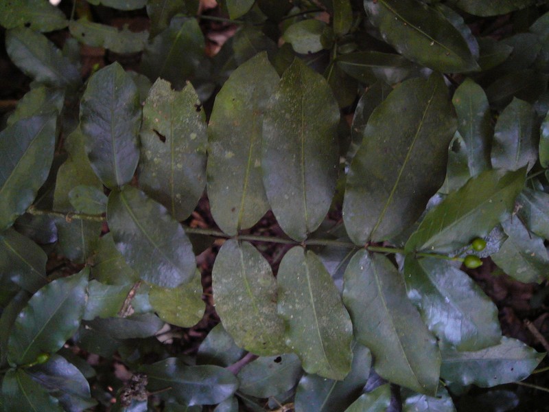 Psychotria labatii