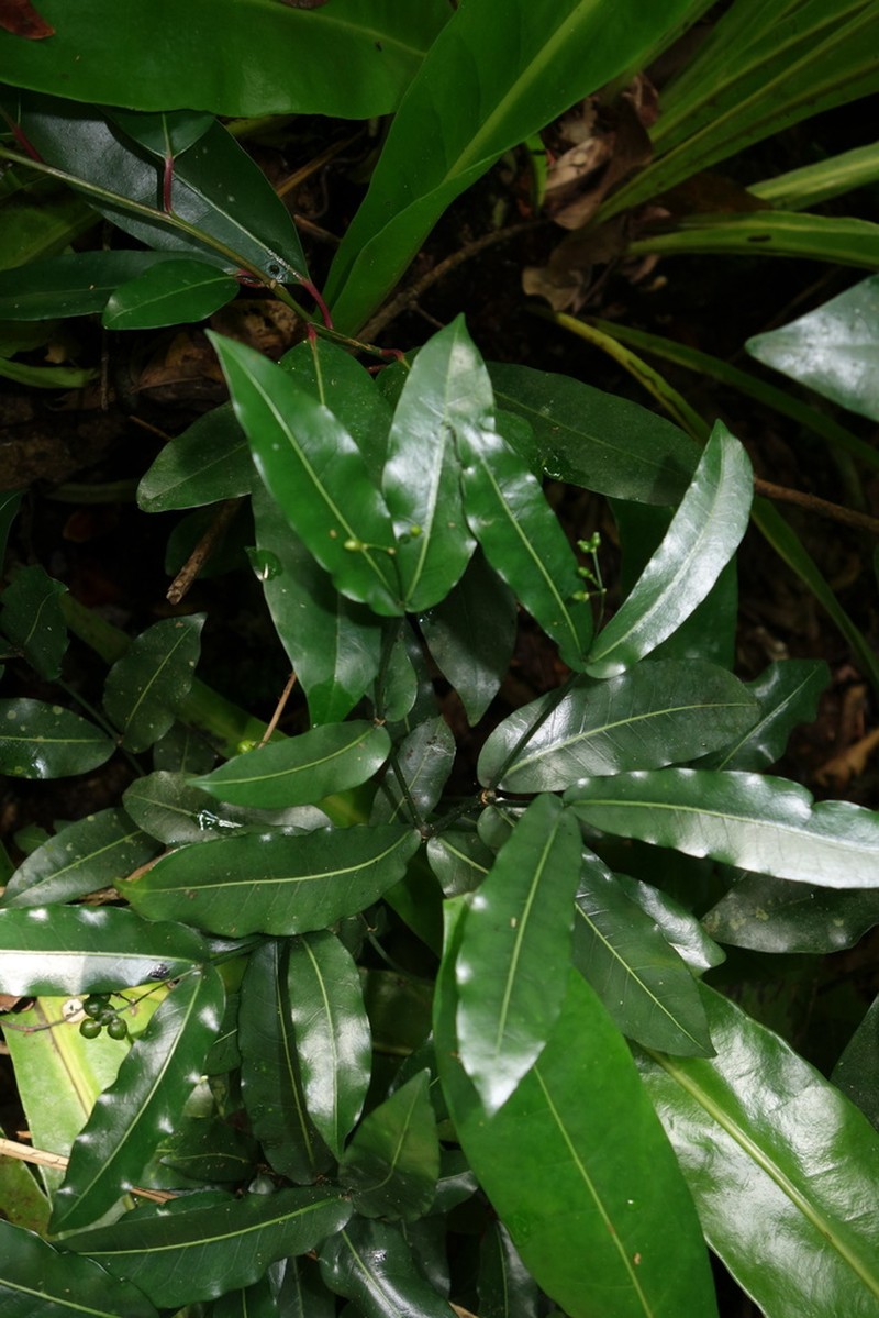 Psychotria labatii photo 2