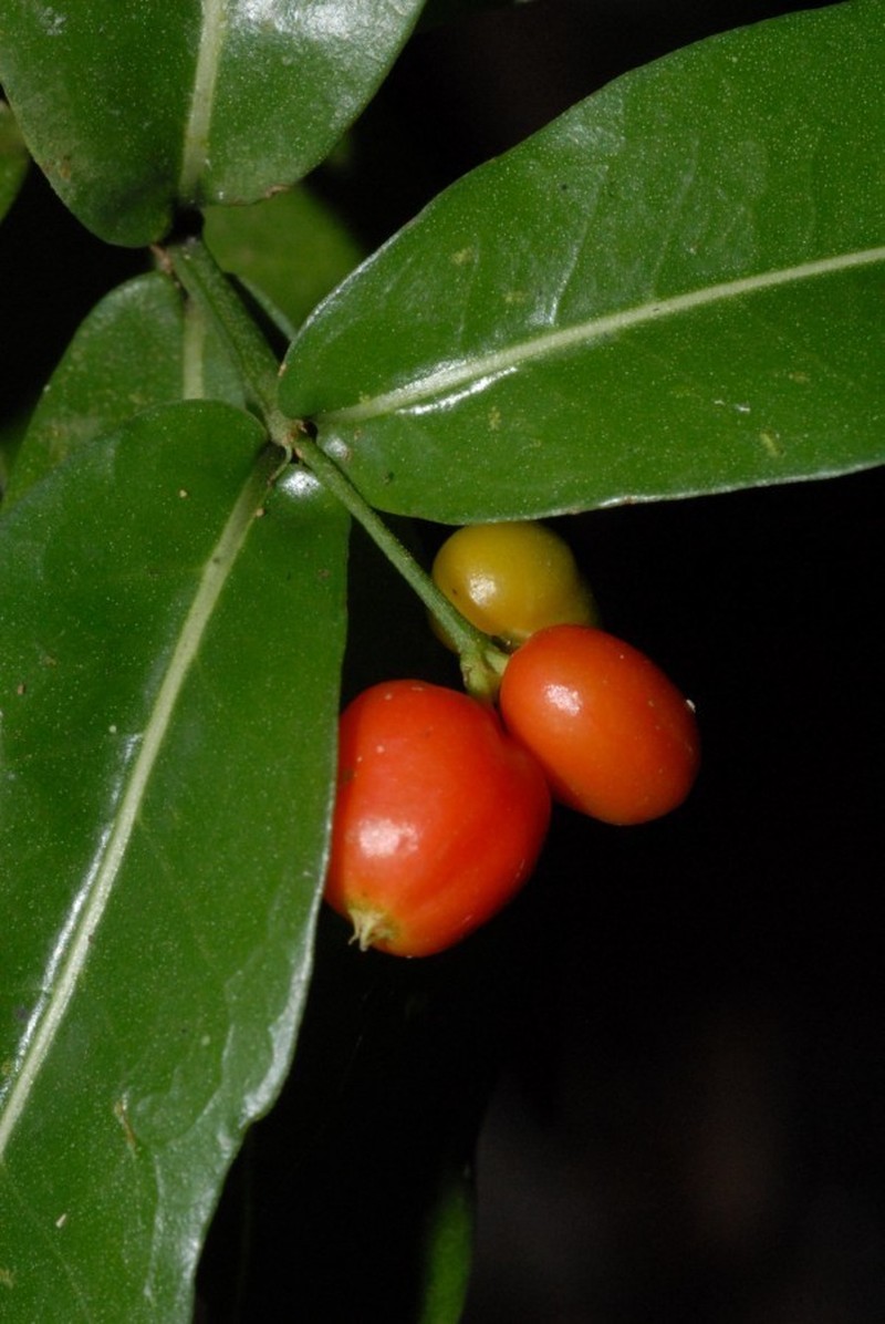 Psychotria labatii photo 3