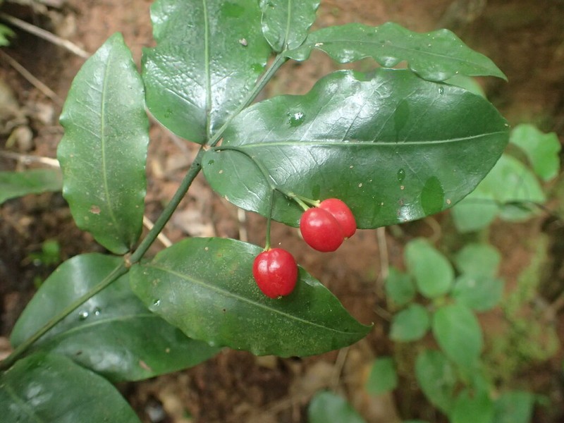 Psychotria labatii photo 4