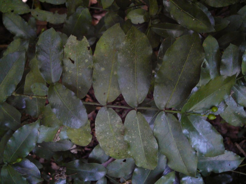 Psychotria labatii photo 7