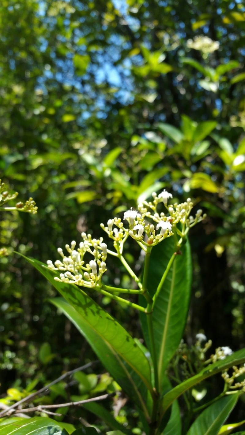 Psychotria lantzii